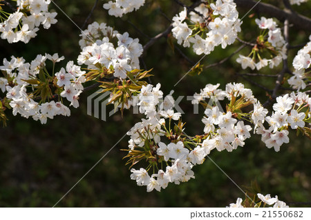 Cherry blossoms in spring 21550682