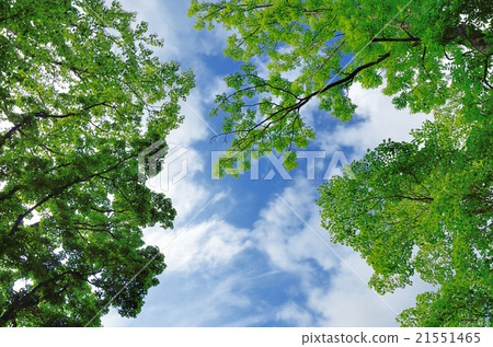 新鮮的綠色樹和藍天 21551465