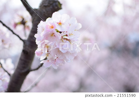 Cherry tree in full bloom Cherry tree in full bloom 21551590
