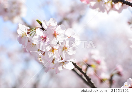 Cherry tree in full bloom  21551591