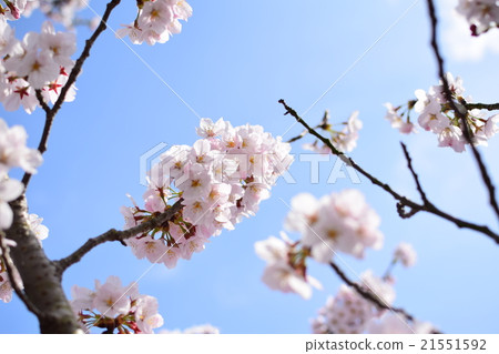 櫻桃樹盛開 21551592