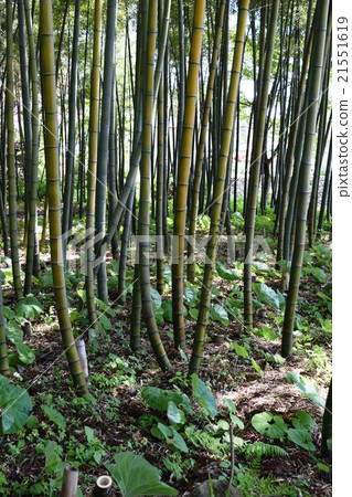 Bamboo grove 21551619