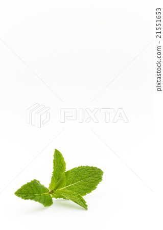 薄荷:薄荷 薄荷:薄荷 21551653