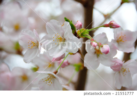 Buds and flowers Buds and flowers 21551777