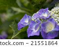 繡球 21551864