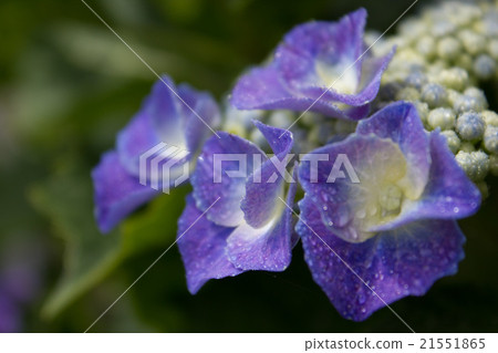 hydrangea   21551865