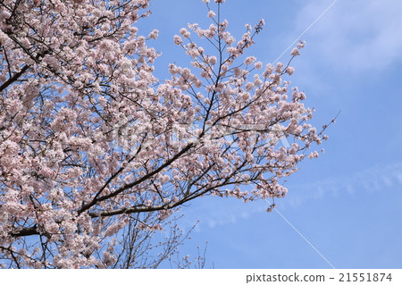 Cherry blossoms in Hiroshima / Koganezan Cherry blossoms in Hiroshima / Koganezan 21551874