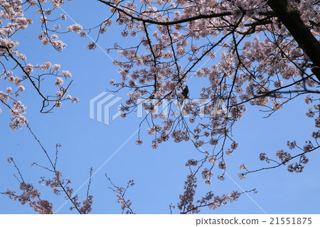 櫻花在廣島/小金山 櫻花在廣島/小金山 21551875