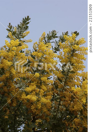 Akashiya yellow flower Akashiya yellow flower 21551909