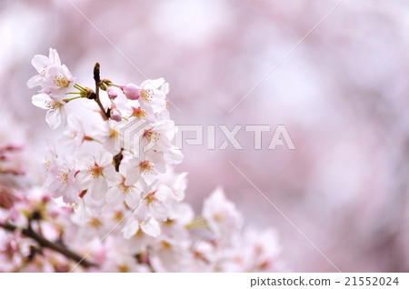 櫻花 21552024