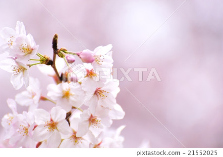 Cherry Blossom	 21552025
