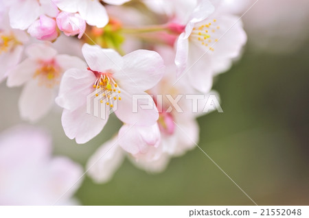 櫻花 21552048