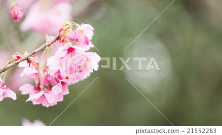 櫻花 櫻花 21552283