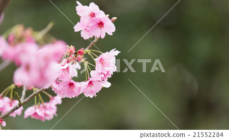 櫻花 櫻花 21552284