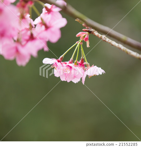 櫻花 21552285