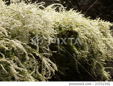 Yukiyanagi白花 Yukiyanagi白花 21552302