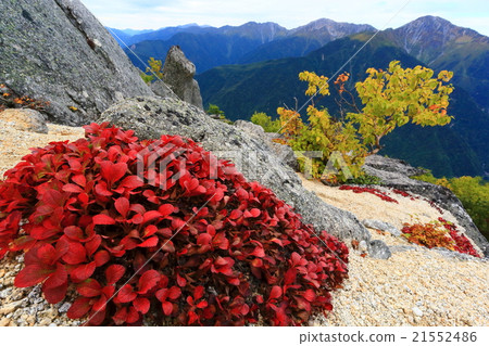 Autumnal leaves and Shiramine Misan at Urasuma Azalea in the Southern Alps · Phoenix Mountain Autumnal leaves and Shiramine Misan at Urasuma Azalea in the Southern Alps · Phoenix Mountain 21552486