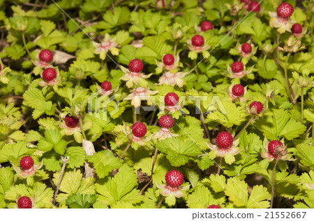 snake strawberry 21552667