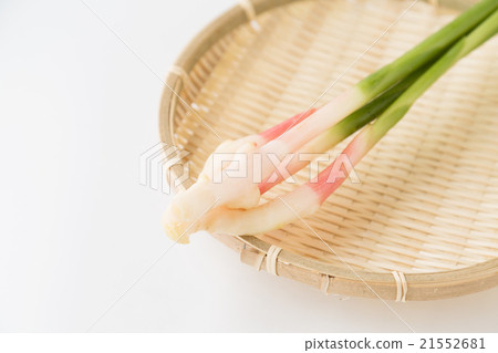 葉姜 21552681