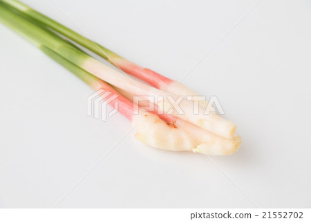 葉姜 葉姜 21552702