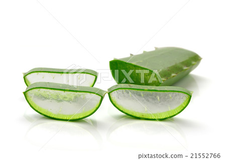 aloe vera fresh leaf. isolated over white 21552766