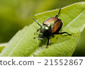 Scarab 21552867