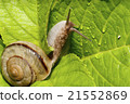 snails  21552869