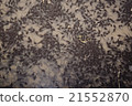 Tadpole 21552870