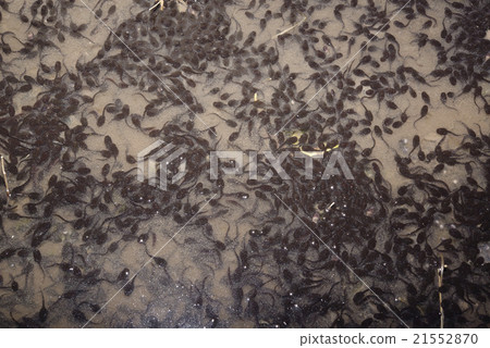 Tadpole Tadpole 21552870