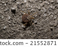 Tick 21552871