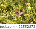Butterfly 21552872