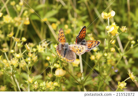 Butterfly Butterfly 21552872