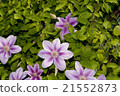 Clematis 21552873