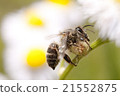 A bee 21552875