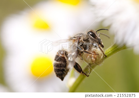 A bee A bee 21552875