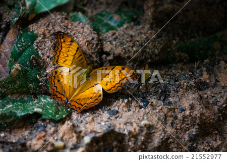 Butterfly gathering water on floor, doi inthanon 21552977