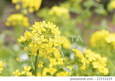 Shogoin Cub Flower Shogosin Kabu Shogoin Kabu Shogoin Kabo Flower 21553224