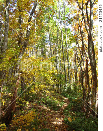Autumn leaves walking path Autumn leaves walking path 21553486