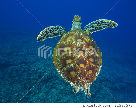 Sea turtle 21553573