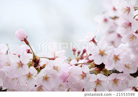 Cherry Blossoms Cherry Blossoms 21553599