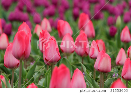 Tulip field 21553603