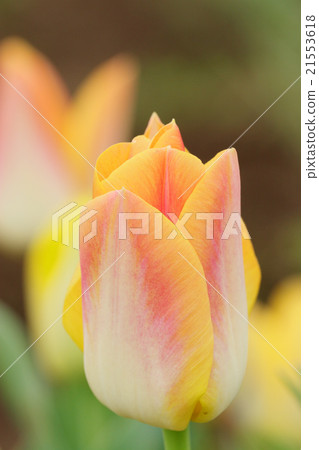 Tulip (Salmon Dynasty) Tulip (Salmon Dynasty) 21553618