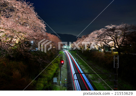 Cherry blossoms at night Cherry blossoms at night 21553629