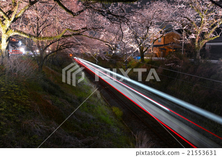 Cherry blossoms at night Cherry blossoms at night 21553631