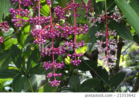 紫色水果 21553642