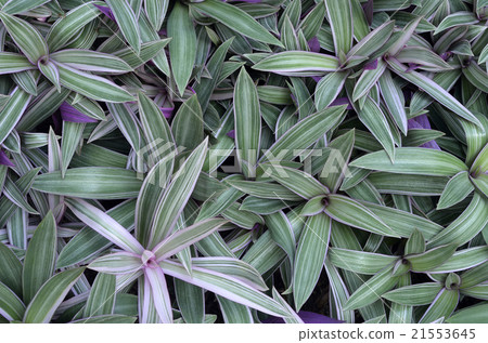 Murasaki Omoto 21553645