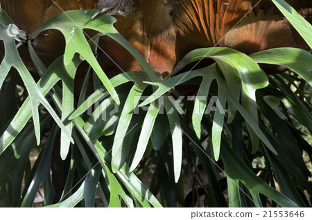 Bika Kushida Bika Kushida 21553646