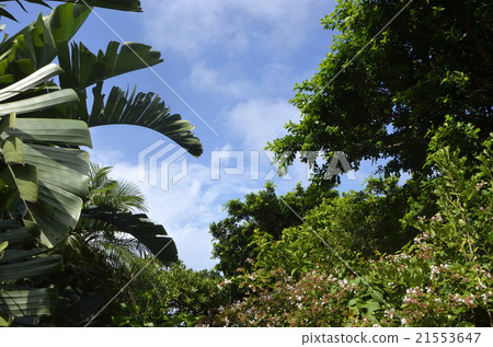 Trees and Aozora Trees and Aozora 21553647