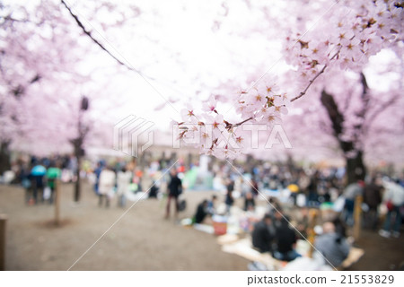 Cherry blossom image 21553829