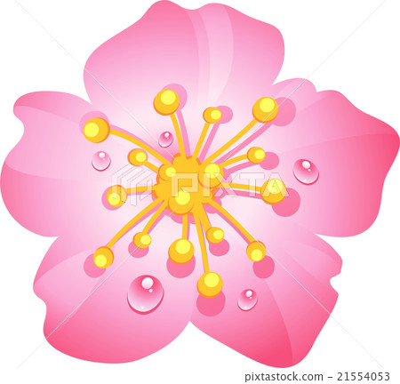 Pink cherry blossom 21554053